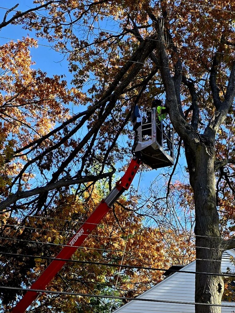 A tree service worker in a Teupen bucket lift trimming a tree with autumn leaves for Aim To Tame tree service in Peoria, IL.