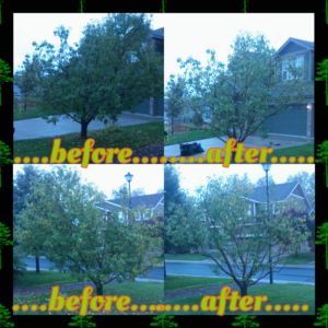 Before and after photos showing expert tree trimming by A Lifetime Of Quality Tree Care & Landscaping in Thornton, CO.
