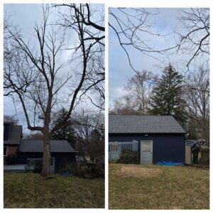 Before and after photos of a large tree after professional trimming by Canter Tree & Stump Solutions in Indianapolis, IN.