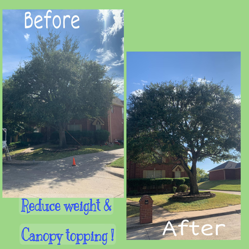Before and after photos of a large tree after professional trimming by Good Hands Tree Service in Dallas, TX