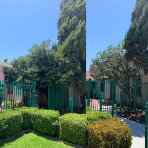 Before and after of a tree after professional trimming and pruning by J.Flores Tree Service Inc in Bakersfield, CA