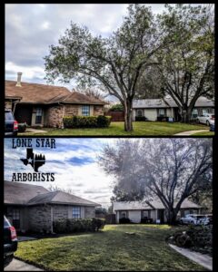 Before and after photos of a tree after professional trimming by Lone Star Arborists in Jackson, MS