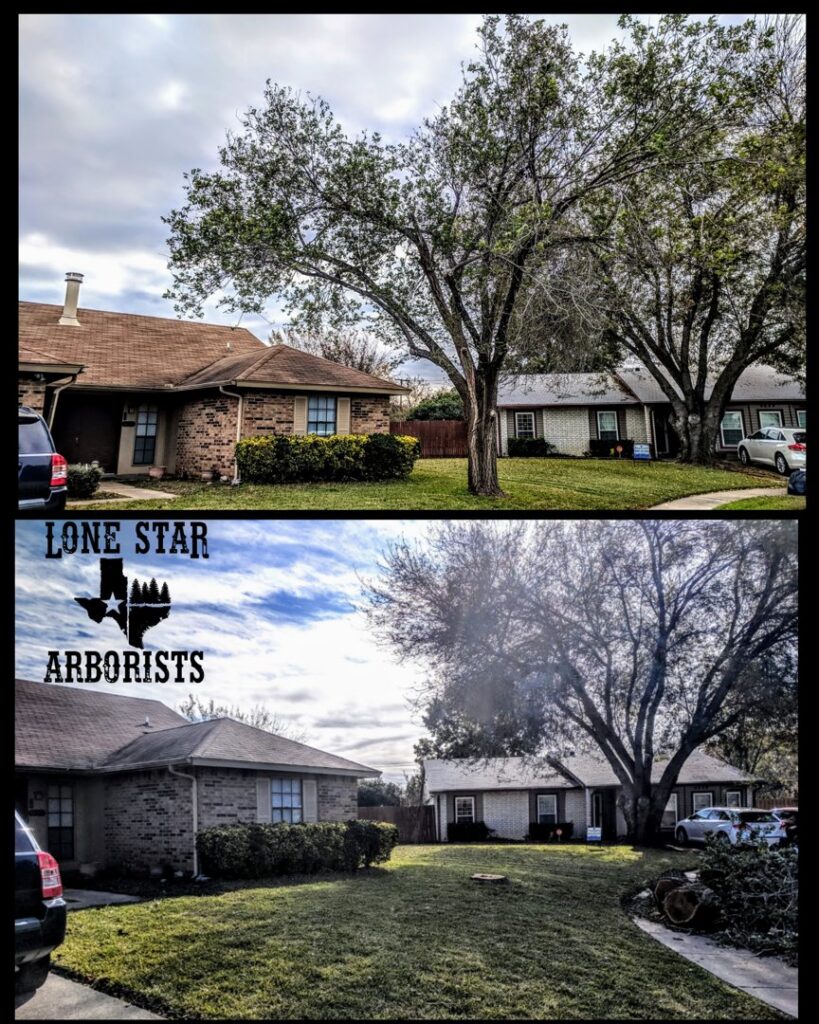 Before and after photos of a tree after professional trimming by Lone Star Arborists in Jackson, MS