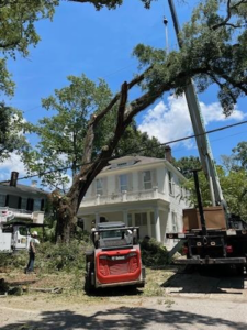 Tree trimming in progress with a Bobcat skid steer and crane truck by Timber Tree Service Incorporated in Theodore, AL.