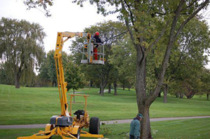 A tree worker in a boom lift trimming a tree, with a ground crew member, provided by Corpus Christi Tree Care in Corpus Christi, TX.