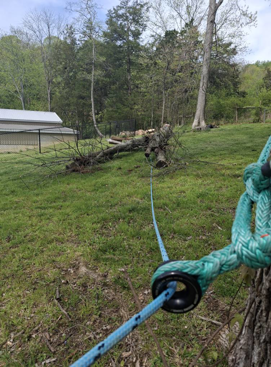 Tree trimming in progress, with cut branches on the ground and a rope in the tree, by LumberJake in Lutz, FL.