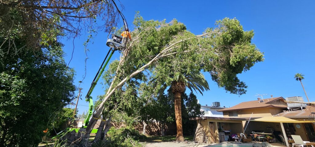 A worker in a bucket lift trimming a large tree over a residential pool area by Arizona Yard Maintenance in Apache Junction, AZ.