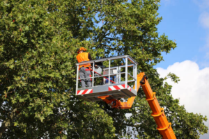 A tree service worker trimming branches from a tall tree using a bucket lift for Bishops Tree Service Inc. in Virginia Beach, VA.