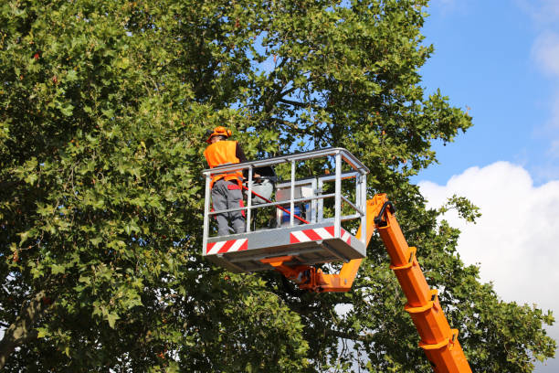 A tree service worker trimming branches from a tall tree using a bucket lift for Bishops Tree Service Inc. in Virginia Beach, VA.