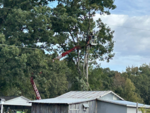 A tree service worker in a bucket lift trimming a large tree, performed by Carter's Tree & Stump in Greensboro, NC