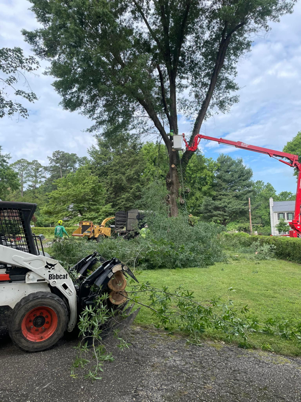Tree trimming with a bucket lift, wood chipper, and Bobcat by Ismael's Tree Service in Henrico, VA
