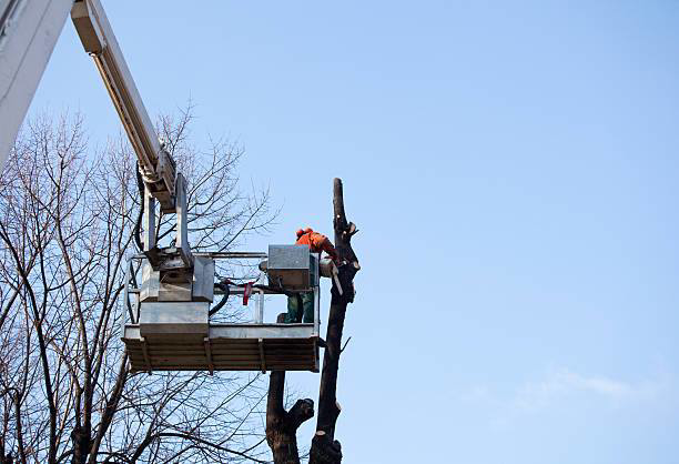 A tree service worker in a bucket lift performing tree trimming and removal for Cipres Tree Service in Las Vegas, NV.