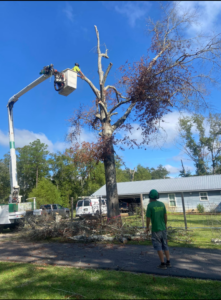 A tree service worker in a bucket lift trimming a large tree for Climbing High Tree Specialists, LLC in Biloxi, MS.
