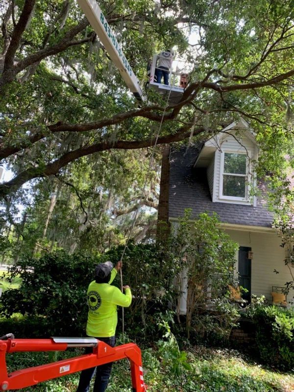 A Complete Tree Service, LLC worker in a bucket lift trimming a large tree near a residential home in Charleston, SC.