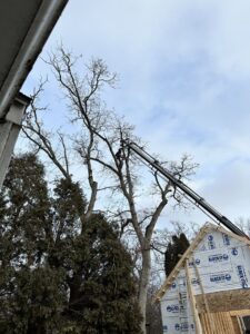 A tree service worker in a bucket lift trimming a tall tree near a house under construction by Making the Cut Tree Service in Muskego, WI.