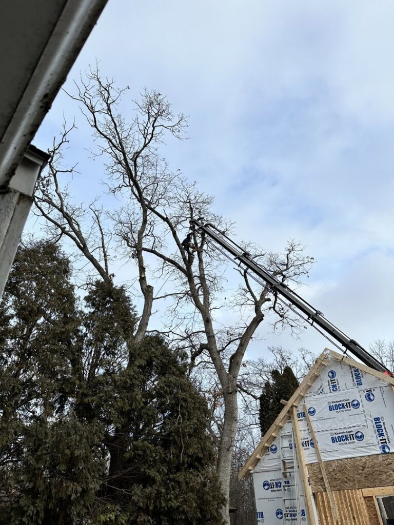 A tree service worker in a bucket lift trimming a tall tree near a house under construction by Making the Cut Tree Service in Muskego, WI.