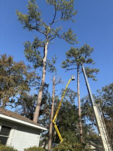Tree trimming in progress with a worker in a bucket lift and a crane at Miller's Tree Service in Tallahassee, FL.