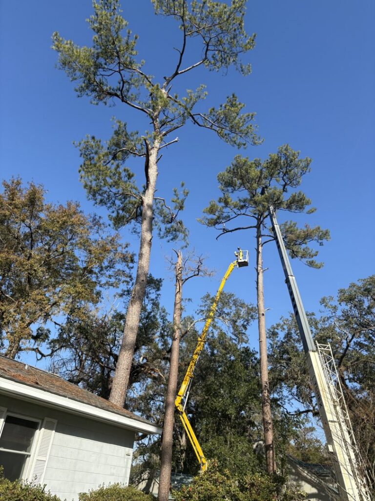 Tree trimming in progress with a worker in a bucket lift and a crane at Miller's Tree Service in Tallahassee, FL.