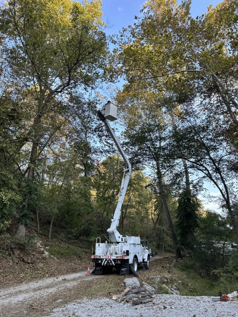A bucket lift extended high to trim a large tree by ED's Landscaping, a tree service provider in Mechanicsville, VA.