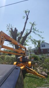 A bucket lift positioned next to a partially trimmed tree with cut branches on the ground by King's Tree Service LLC in Winfield, MO.