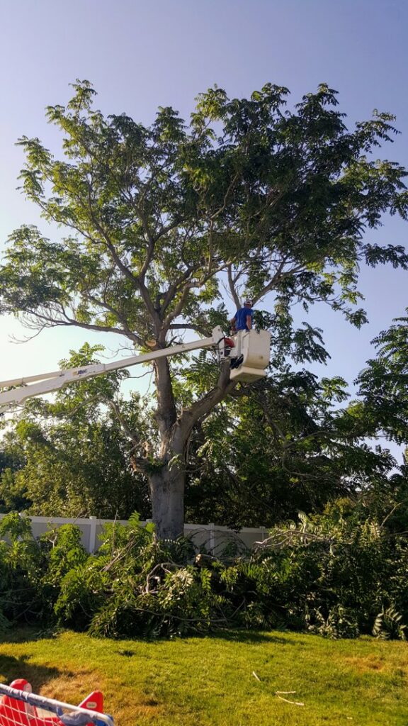 A tree service worker in a bucket lift trimming a large tree for Golden Tree Service in Provo, UT.