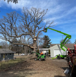A tree service crew using a bucket lift to trim a large tree in Waukesha, WI, by Green Man Tree & Buckthorn Services.