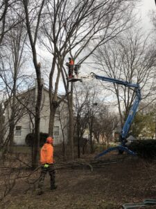 A tree service ground crew member observing a worker in a bucket lift trimming a tall tree for Making the Cut Tree Service in Muskego, WI.