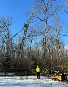 A tree service worker in a bucket lift trimming a tall tree for Lowney's Tree Service in Appleton, WI.