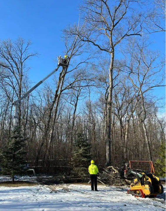 A tree service worker in a bucket lift trimming a tall tree for Lowney's Tree Service in Appleton, WI.