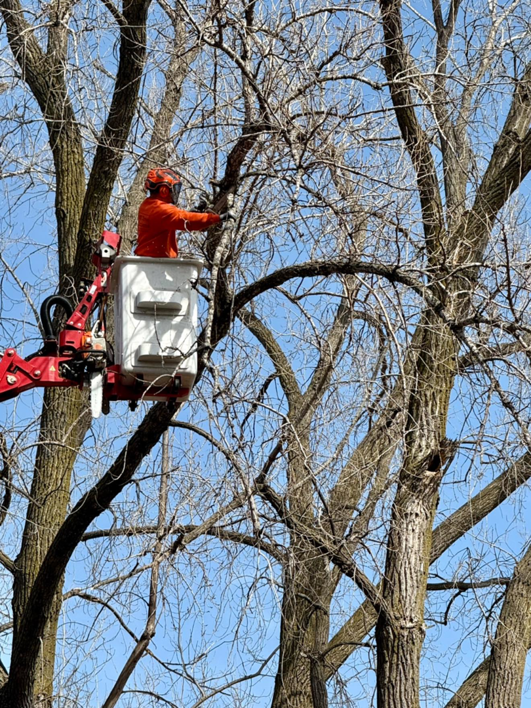 An arborist from MN Tree Solutions LLC trimming tree branches from a bucket lift in Maple Grove, MN
