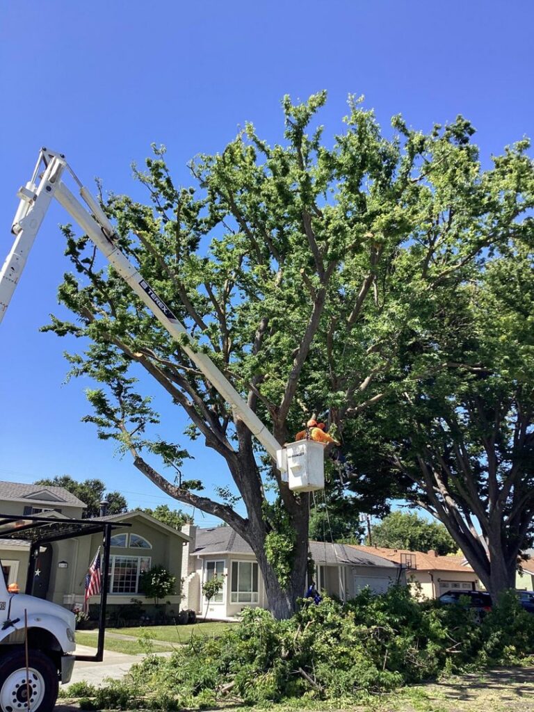 A tree service worker in a bucket lift actively trimming a large tree, with cut branches on the ground, by Oscar's Expert Tree Services in San Jose, CA.