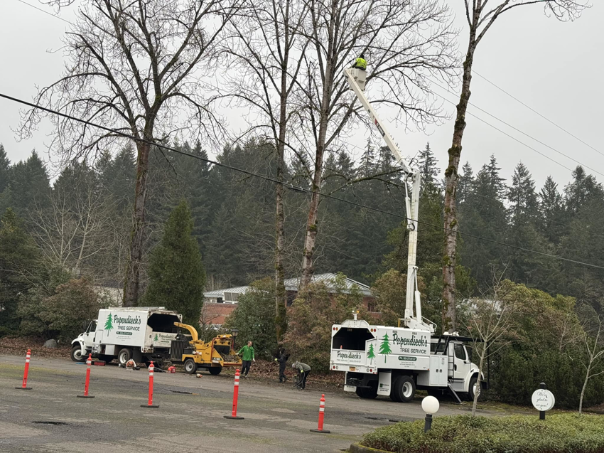 Tree trimming in progress with a bucket lift, wood chipper, and Papendieck's Tree Service trucks in Salem, OR