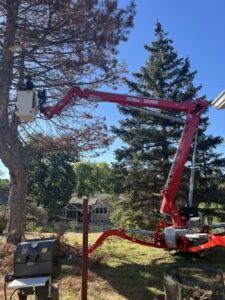 A Patriot Tree Service worker in a bucket lift trimming a tall pine tree in Sioux Falls, SD