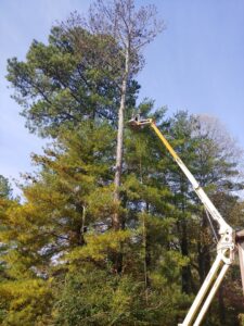 A tree worker in a bucket lift performing pine tree trimming for Ole' Smokey's Tree Service in Knoxville, TN.