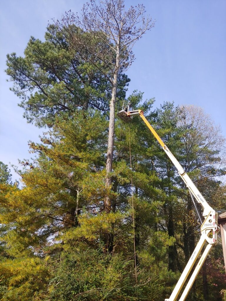 A tree worker in a bucket lift performing pine tree trimming for Ole' Smokey's Tree Service in Knoxville, TN.
