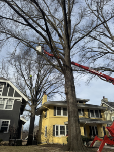 A tree service worker in a bucket lift trimming a large tree for RC Tree Service in South Bend, IN.