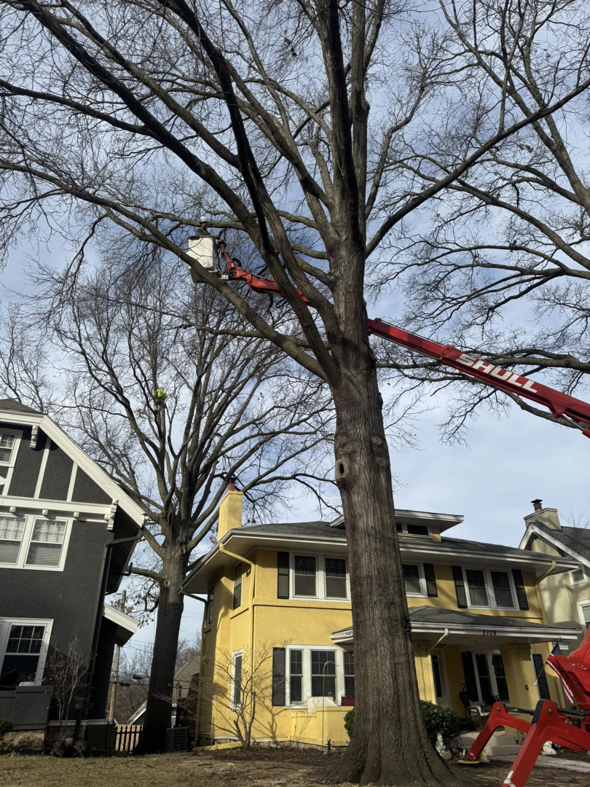 A tree service worker in a bucket lift trimming a large tree for RC Tree Service in South Bend, IN.