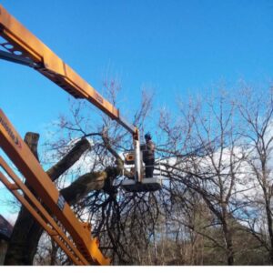 A tree surgeon from Bryan McFadden LLC Tree Surgeon performing tree trimming using a bucket lift in Auburn, ME.
