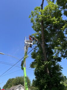A tree service worker in a bucket lift trimming branches from a tall tree near power lines for Solid Ground Tree & Property Services LLC in Dothan, AL.