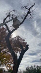 A tree service worker in a bucket lift trimming branches from a tall tree, provided by South West Tree Service in Las Cruces, NM.
