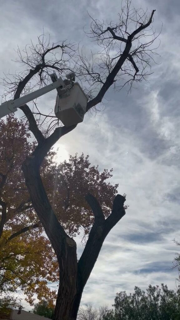 A tree service worker in a bucket lift trimming branches from a tall tree, provided by South West Tree Service in Las Cruces, NM.