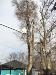 A worker in a bucket lift performing tree trimming on a tall, bare tree for Robles Tree Service in Detroit, MI.