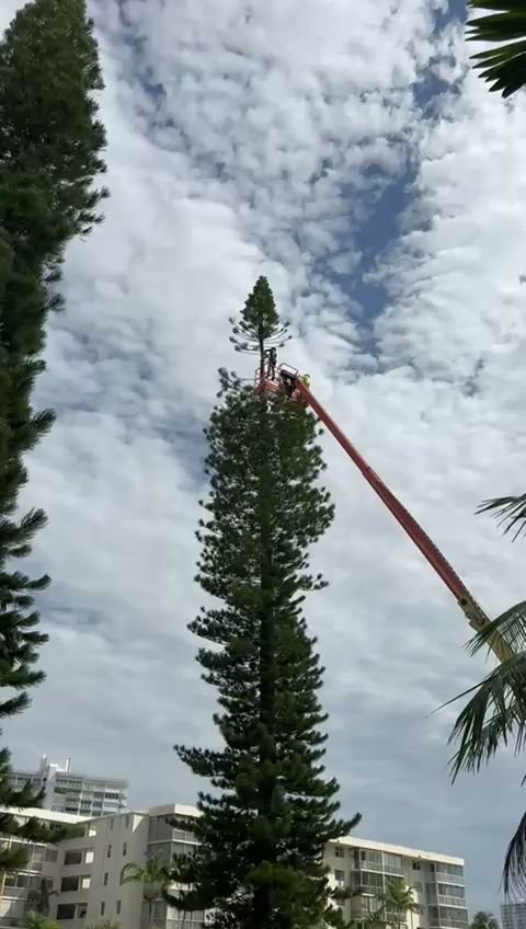 A tree service worker in a bucket lift trimming the top of a tall pine tree for Tree service of south florida inc in Fort Lauderdale, FL.