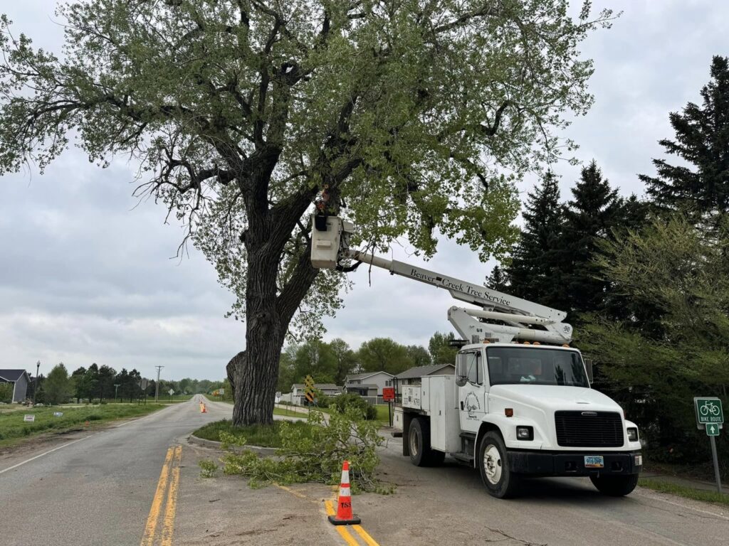A Beaver Creek Tree Service bucket truck with a worker trimming a large tree by the road in Penns Grove, NJ.