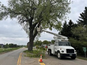 A Beaver Creek Tree Service bucket truck with a worker trimming a large tree by the road in Penns Grove, NJ.