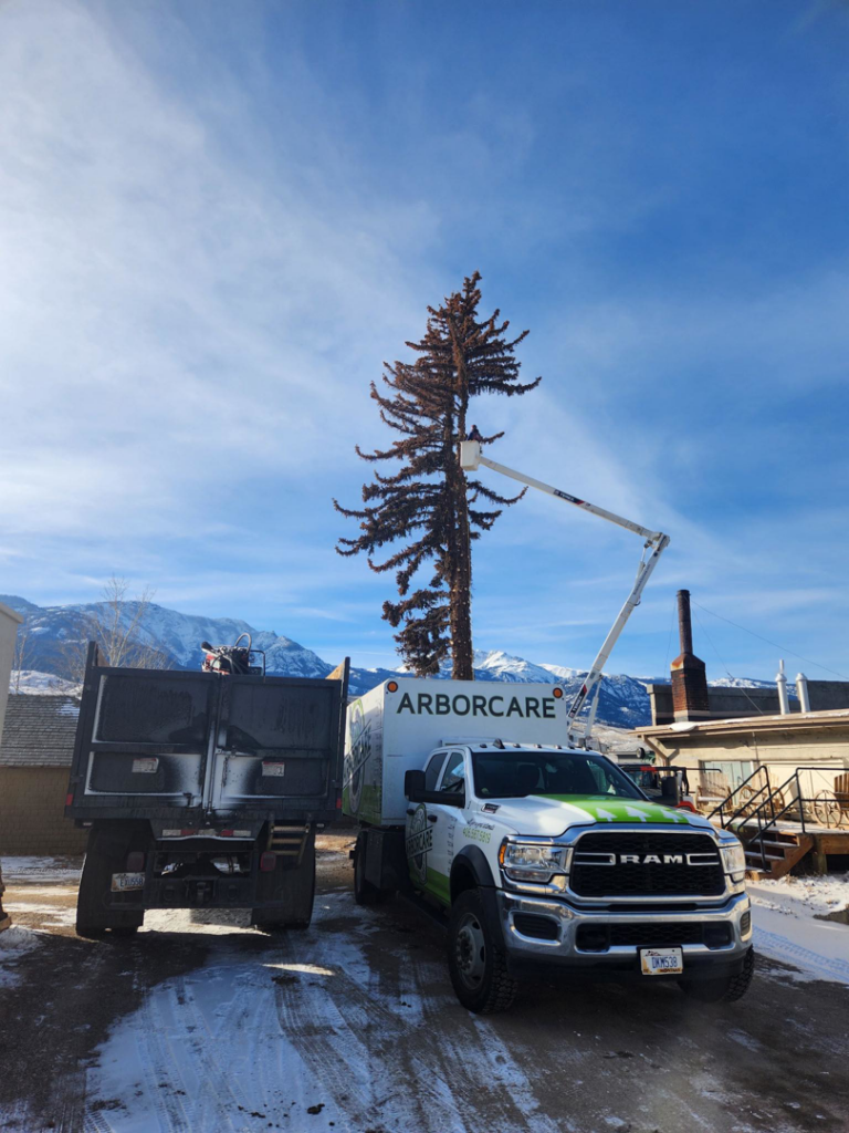 A Bozeman Arborcare Tree Service LLC bucket truck extended towards a tall tree, ready for trimming in Bozeman, MT.