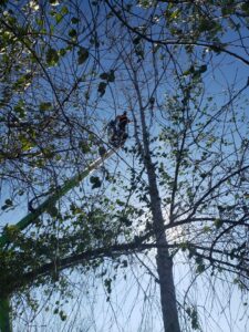 A tree service worker in a bucket truck trimming a tall, bare tree for Butler's Tree Service in Point of Rocks, MD.