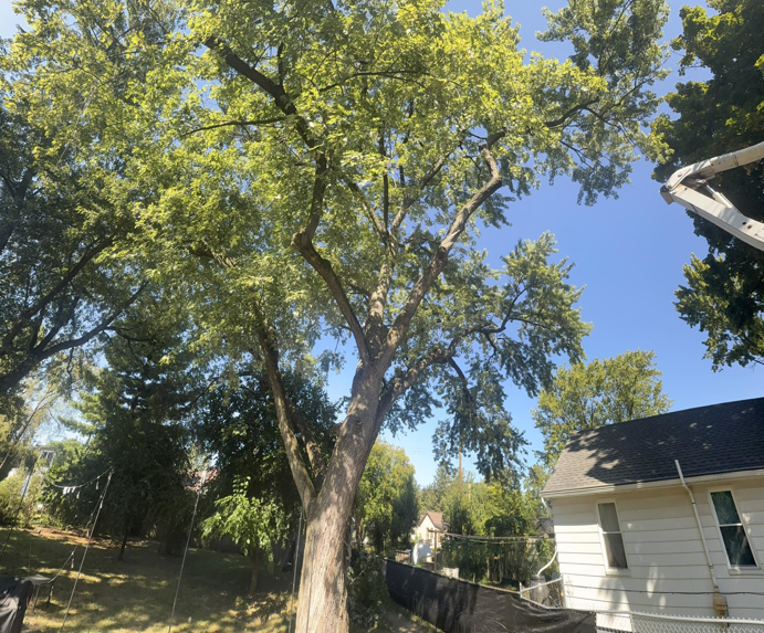 A large tree being trimmed with a bucket truck by Cassidy & Co. Tree Service in Detroit, MI.