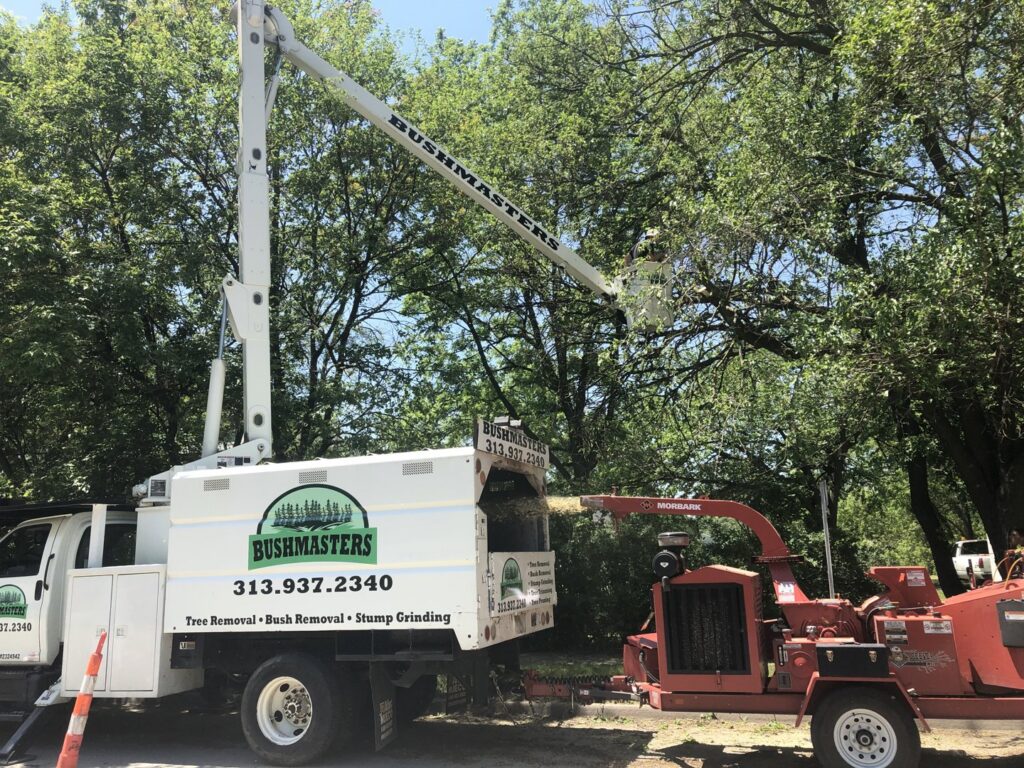 A Bushmasters Tree Care worker in a bucket truck trimming a tree, with a wood chipper on site in Westland, MI.