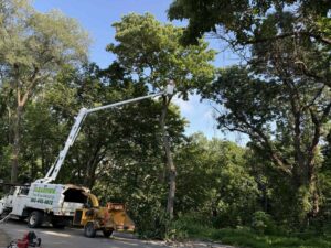 A worker in a bucket truck performing tree trimming with a wood chipper nearby for Clearview Tree and Landscaping Services in Martinsburg, WV.